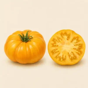 Dr. Wyche’s Yellow Tomato tomato illustration