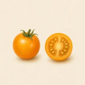 Sungold Tomato tomato illustration